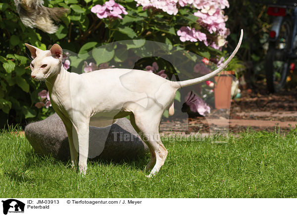 Peterbald / Peterbald / JM-03913