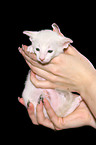 Peterbald Kitten
