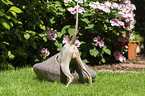 Peterbald