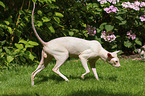 walking Peterbald