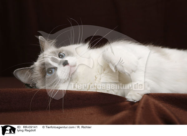 liegende Ragdoll / lying Ragdoll / RR-09141