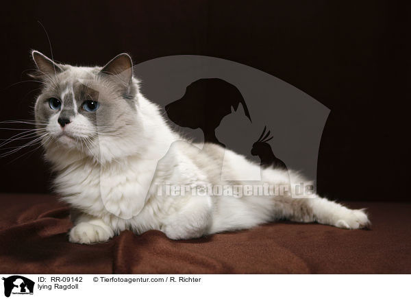 liegende Ragdoll / lying Ragdoll / RR-09142