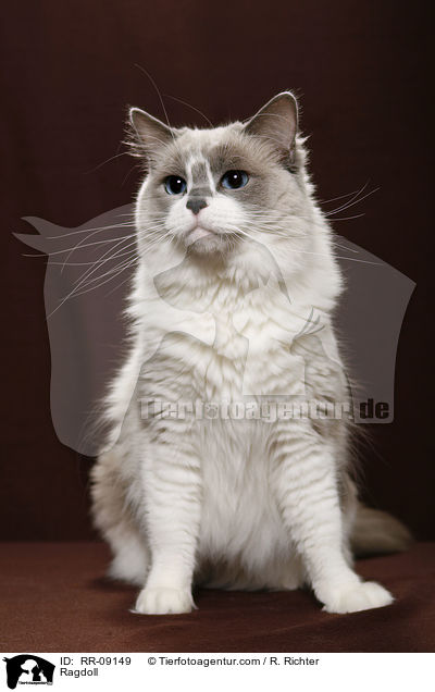 Ragdoll / Ragdoll / RR-09149