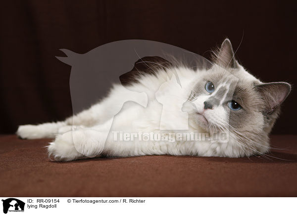 liegende Ragdoll / lying Ragdoll / RR-09154