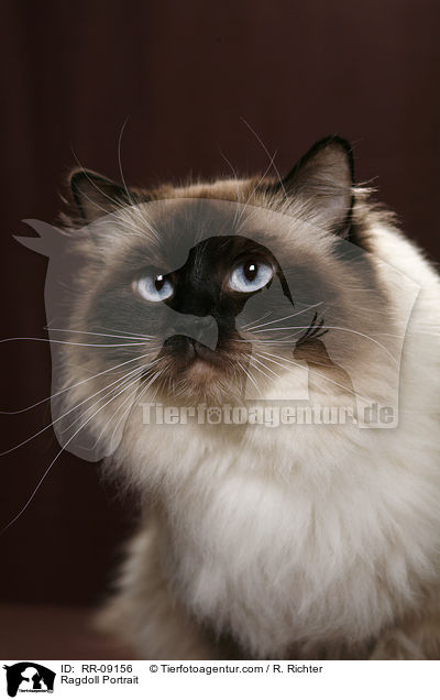 Ragdoll Portrait / Ragdoll Portrait / RR-09156