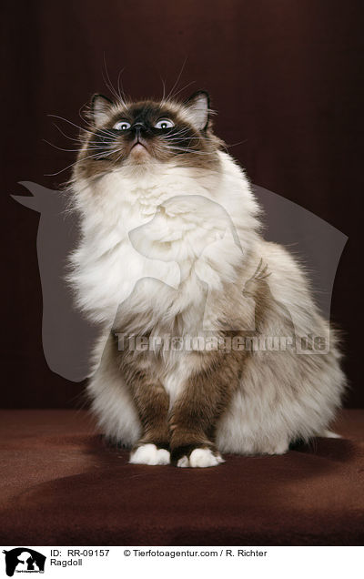 Ragdoll / Ragdoll / RR-09157