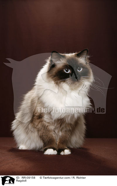 Ragdoll / Ragdoll / RR-09158