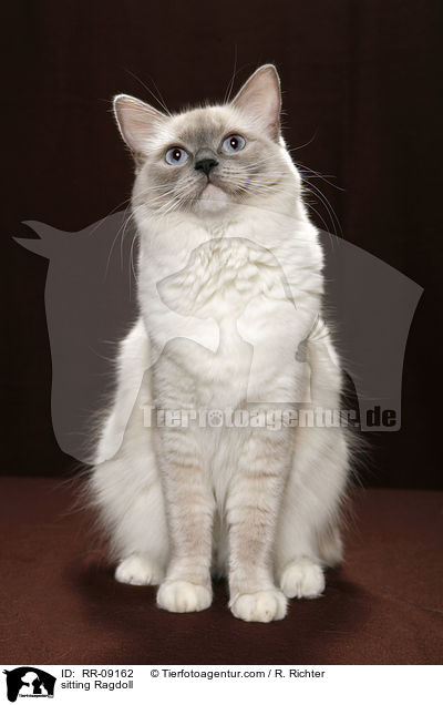 sitzende Ragdoll / sitting Ragdoll / RR-09162