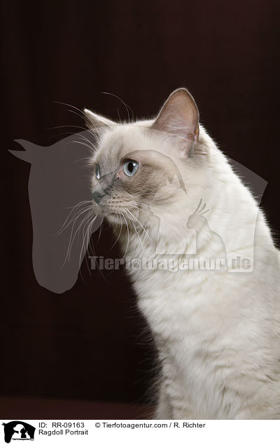 Ragdoll Portrait / Ragdoll Portrait / RR-09163