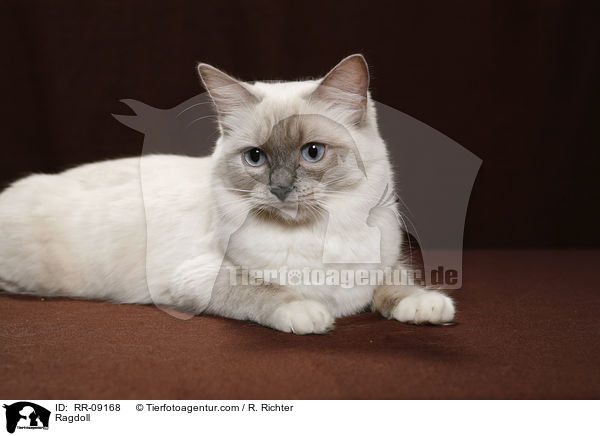 Ragdoll / Ragdoll / RR-09168