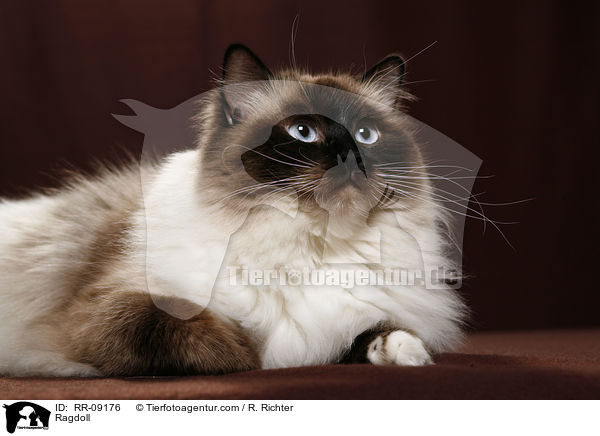 Ragdoll / Ragdoll / RR-09176
