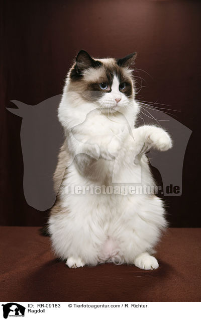 Ragdoll / Ragdoll / RR-09183
