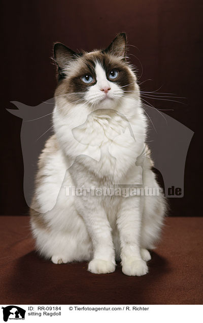 sitzende Ragdoll / sitting Ragdoll / RR-09184