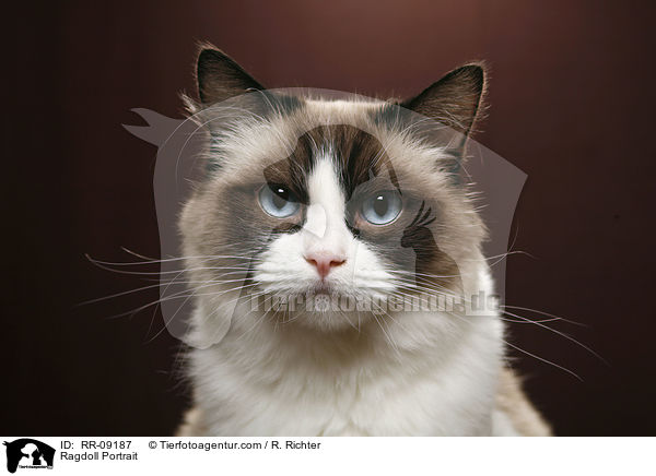 Ragdoll Portrait / Ragdoll Portrait / RR-09187