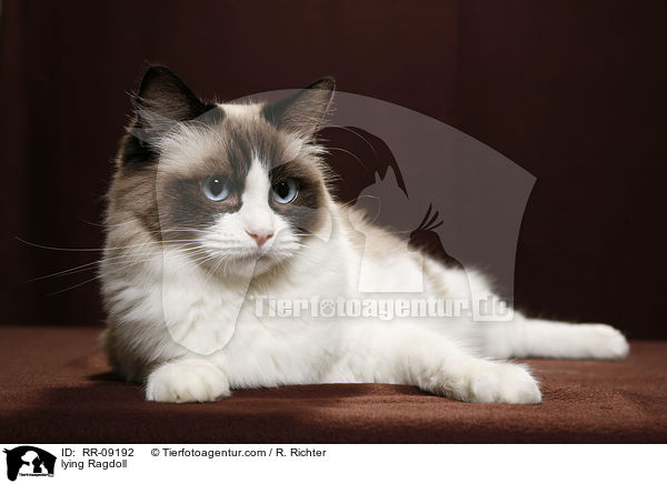 liegende Ragdoll / lying Ragdoll / RR-09192