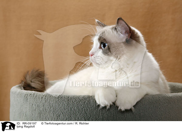 liegende Ragdoll / lying Ragdoll / RR-09197