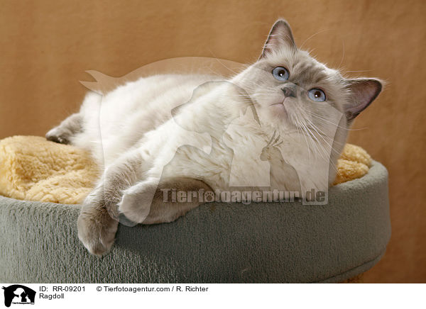 Ragdoll / Ragdoll / RR-09201