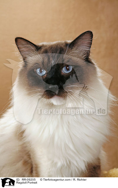 Ragdoll Portrait / Ragdoll Portrait / RR-09205
