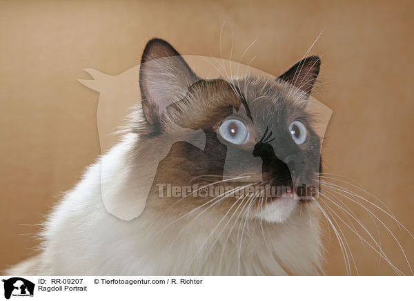 Ragdoll Portrait / Ragdoll Portrait / RR-09207