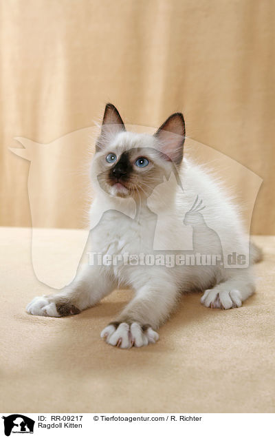 Ragdoll Ktzchen / Ragdoll Kitten / RR-09217