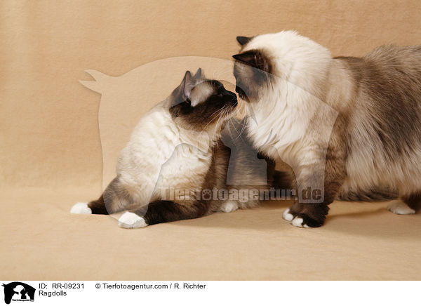 Ragdolls / Ragdolls / RR-09231