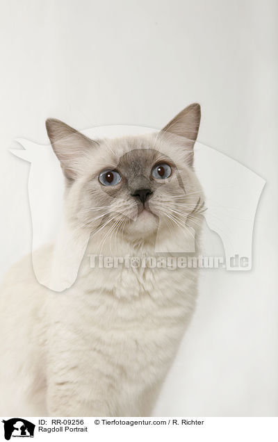 Ragdoll Portrait / Ragdoll Portrait / RR-09256