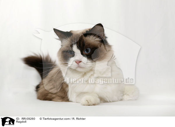 Ragdoll / Ragdoll / RR-09260