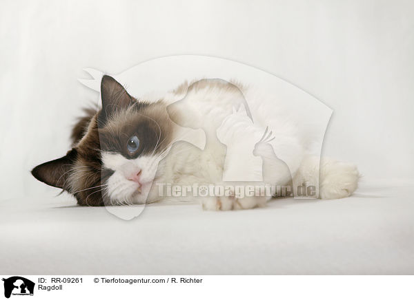 Ragdoll / Ragdoll / RR-09261
