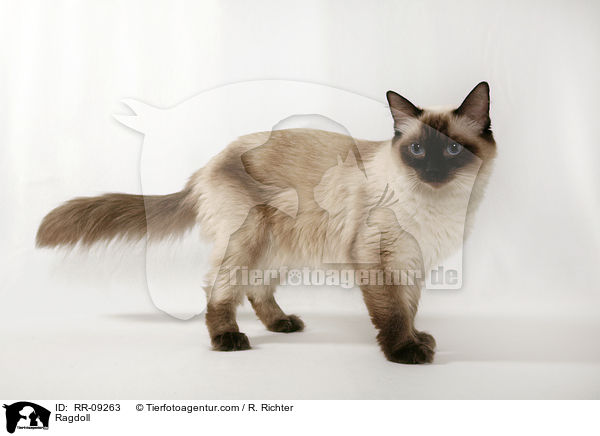 Ragdoll / Ragdoll / RR-09263