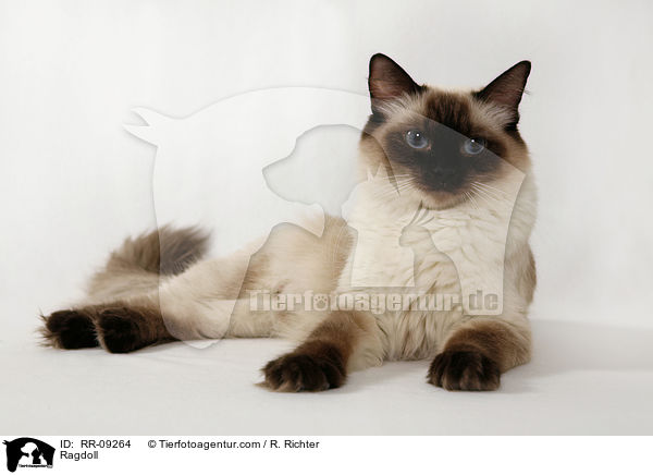 Ragdoll / Ragdoll / RR-09264