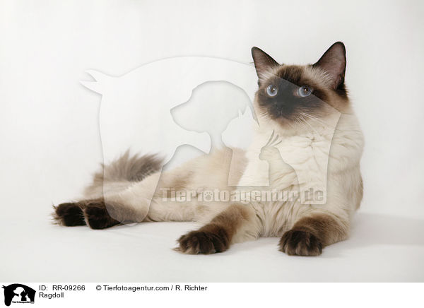 Ragdoll / Ragdoll / RR-09266