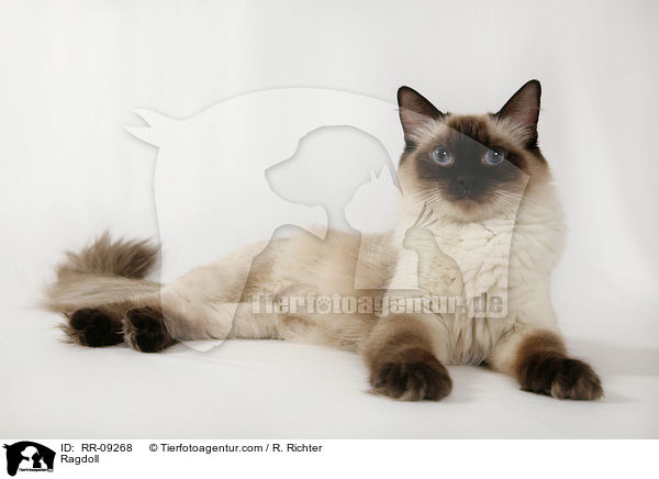 Ragdoll / Ragdoll / RR-09268
