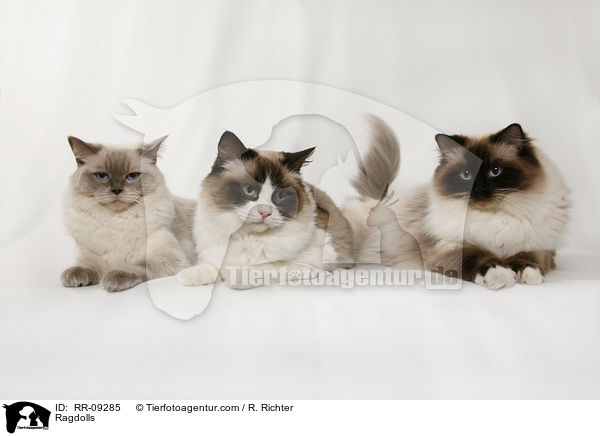 Ragdolls / Ragdolls / RR-09285