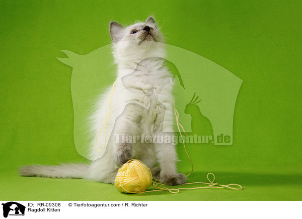 Ragdoll Ktzchen / Ragdoll Kitten / RR-09308