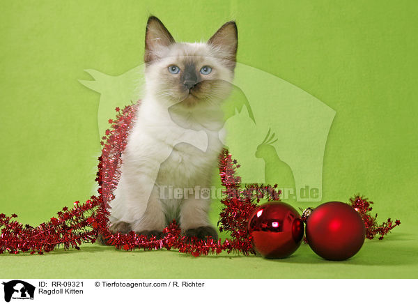 Ragdoll Ktzchen / Ragdoll Kitten / RR-09321