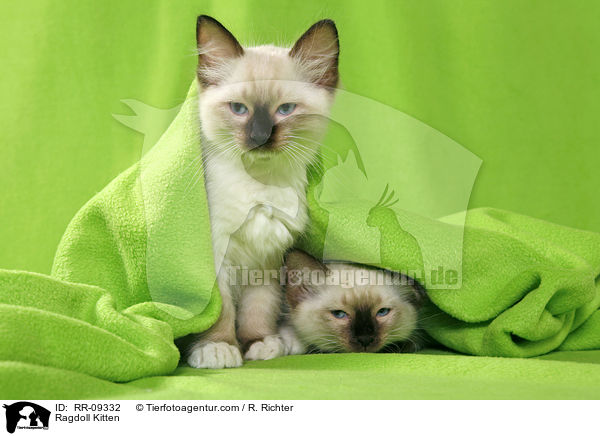 Ragdoll Ktzchen / Ragdoll Kitten / RR-09332