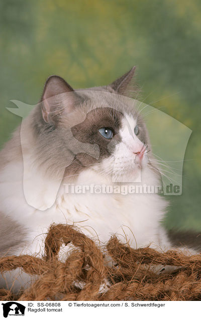 Ragdoll Kater / Ragdoll tomcat / SS-06808