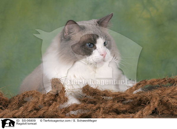 Ragdoll Kater / Ragdoll tomcat / SS-06809