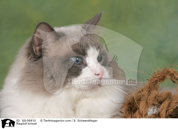 Ragdoll Kater / Ragdoll tomcat / SS-06810