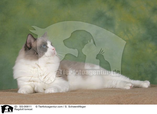 Ragdoll Kater / Ragdoll tomcat / SS-06811