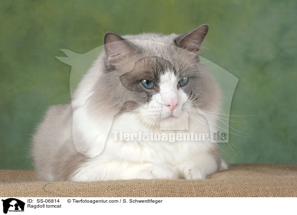 Ragdoll Kater / Ragdoll tomcat / SS-06814