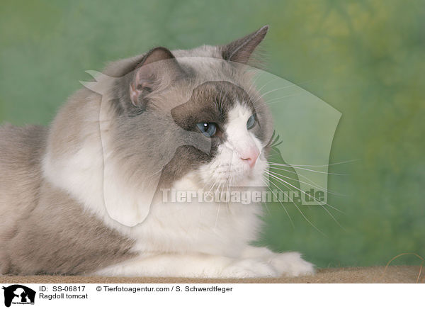 Ragdoll Kater / Ragdoll tomcat / SS-06817