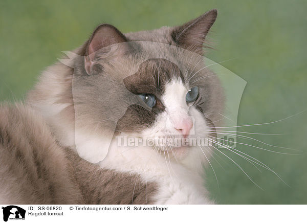 Ragdoll Kater / Ragdoll tomcat / SS-06820