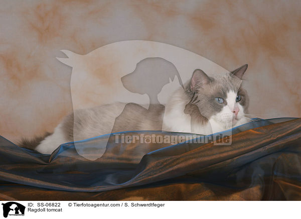 Ragdoll Kater / Ragdoll tomcat / SS-06822