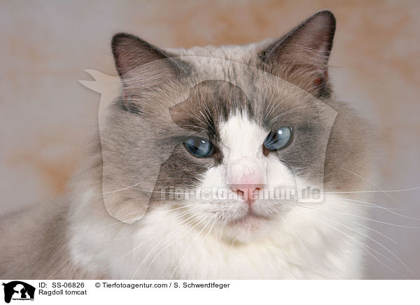 Ragdoll Kater / Ragdoll tomcat / SS-06826