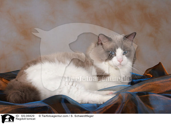 Ragdoll Kater / Ragdoll tomcat / SS-06829