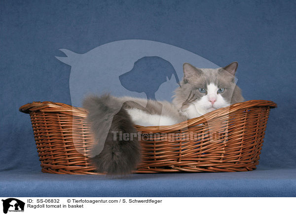 Ragdoll Kater in Krbchen / Ragdoll tomcat in basket / SS-06832
