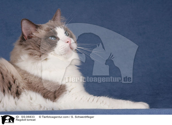Ragdoll Kater / Ragdoll tomcat / SS-06833