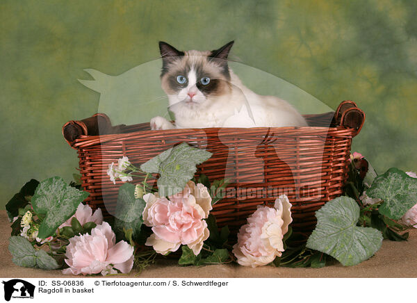 Ragdoll in Krbchen / Ragdoll in basket / SS-06836