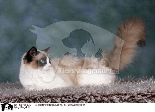 liegende Ragdoll / lying Ragdoll / SS-06839